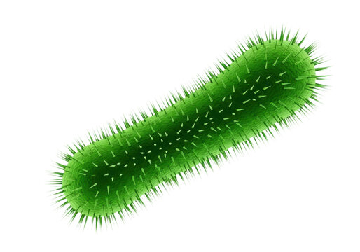 3d render of a green rodshaped bacterium isolated on transparent background