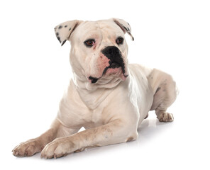 Obraz premium adult american bulldog