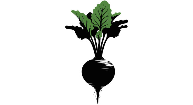Black and white illustration of a fresh beet with green leaves on white background