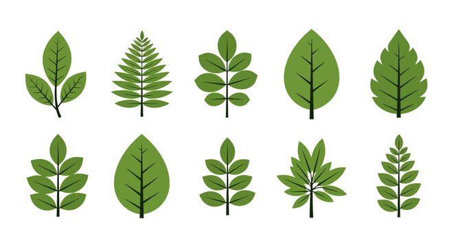 Collection of ten green plant leaves, illustrations in various shapes and sizes