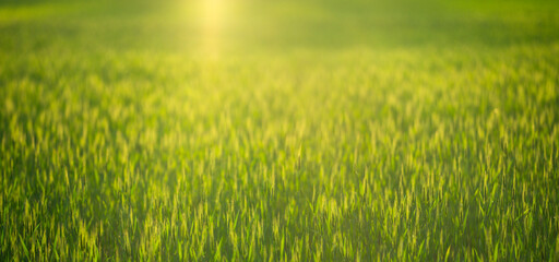 Obraz premium Field wheat grass grows in sunlight. Green field scenery feels soft outdoors. Wheat background supports peaceful grass landscape. Golden grass texture fills rural field.
