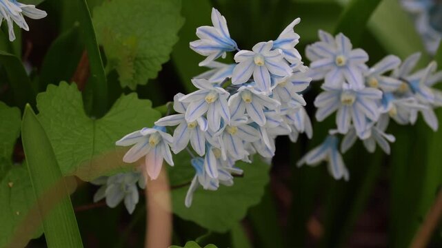 Flower Pushkinia. Beautiful white with blue line flower Pushkinia close-up. Primrose. Early flowers of primroses Pushkinia. Petals and stamens of blooming flowers