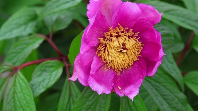 Pink peony bud on green background. A beautiful flower waving in the wind. Peony flower bed in garden on yard. Nature floral background. Floral vertical video of flowers.