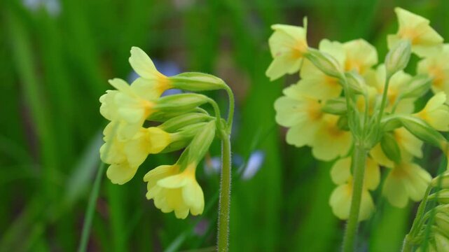 Cowslip primrose. Young and yellow inflorescences of cowslip primula veris. Close up.