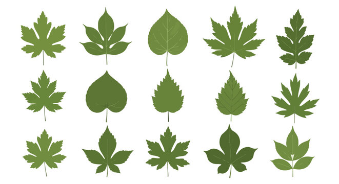 Collection of diverse green maple and oak leaves on a white background