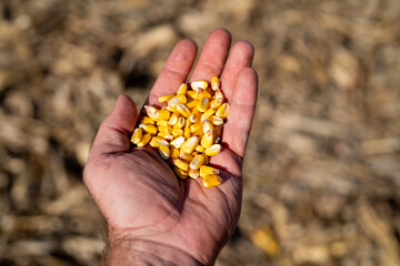 Obraz premium Corn seeds closeup in hand. Corn kernels with dry texture and autumn harvest concept. Maize grain showing farming and agriculture production. Grain crop with natural organic detail and rural.