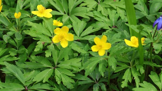 Yellow buttercup. Ranunculus swaying in the wind. Small yellow buttercup flowers in a field, Ranunculus acris. Large meadow with beautiful yellow buttercup flowers, selective focus