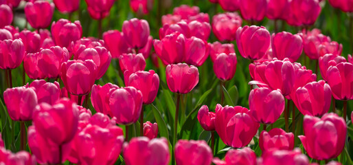 Obraz premium Spring banner. Tulips with vivid natural red colors. Red tulips blooming in a spring field. Beauty tulips in a romantic nature scene. Mothers day banner. Tulip landscape.