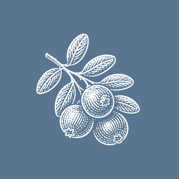 Ripe cranberries on a branch with leaves. Vintage woodcut engraving style vector illustration.