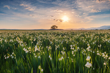 Obraz premium Summer Snowflake Flowers in a Green Meadow with a Lone Tree at Sunset