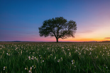 Naklejka premium Summer Snowflake Flowers in a Green Meadow with a Lone Tree at Sunset