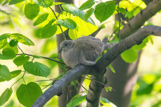 Eurasian Collared Dove in nest on tree branch take care of bird`s eggs. Motherhood life.