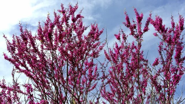 Blooming Cercis chinensis with pink flowers on branches. Spring plant, soft floral background, natural beauty and garden concept