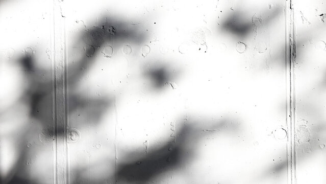 shadow of a tree sways on a transparent background