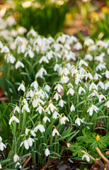 Fototapeta premium Nature, plants or snowdrop with growth in garden, botanical environment and sustainability in spring. Outdoor, ornamental flower and blossom with development for conservation, blooming and ecology