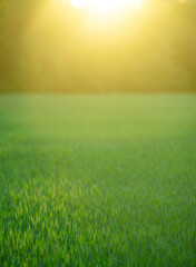 Naklejka premium Grass texture fills green meadow. Fresh grass field glows softly. Grass background supports natural scenery. Grass landscape feels peaceful outdoors.