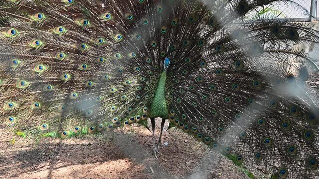 Hybrid male peafowl spreading tail. During the mating dance, the peacock turns in circles showing off his tail.