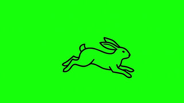 Jumping Hare Line Art Animation on Green Screen Background