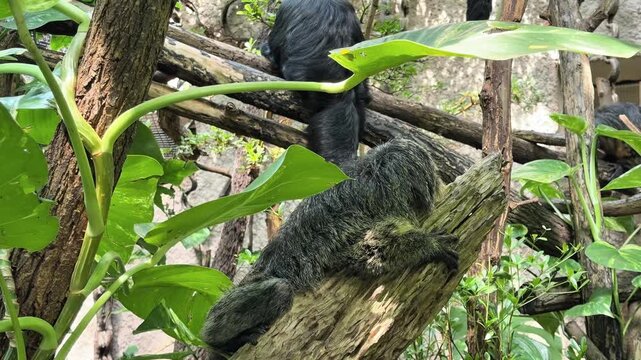 A small tropical monkey sits on a branch and eats.