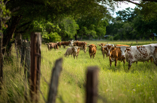 In a grassy field near Georgetown, Texas, an iconic herd of Texas Longhorn cattle is enjoying themselves.