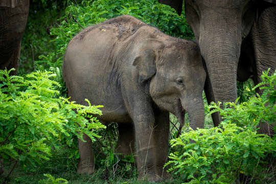 Elephant calves (Elephas maximus maximus)
