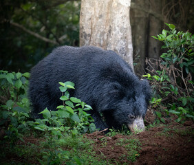 Sloth bear (Melursus ursinus) walking in Sri Lanka forest © Prasanna