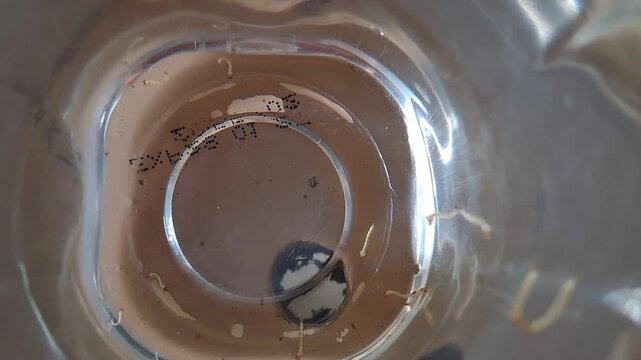 Close-up of mosquito larvae (jentik nyamuk) swimming and wiggling in a glass of clear stagnant water. This educational footage illustrates how clean water can become a breeding ground for Aedes aegypt