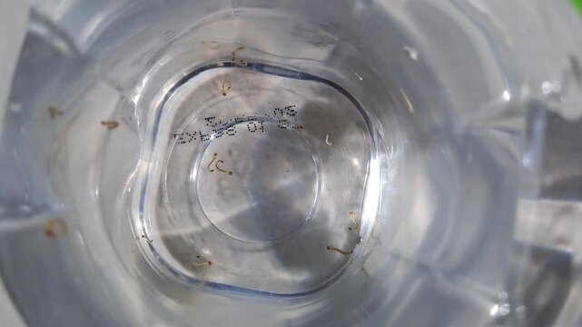 Close-up of mosquito larvae (jentik nyamuk) swimming and wiggling in a glass of clear stagnant water. This educational footage illustrates how clean water can become a breeding ground for Aedes aegypt