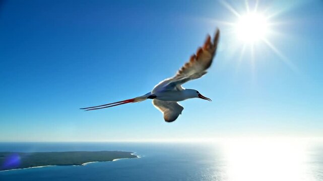 Red-tailed Tropicbird soaring gracefully over the ocean against a bright blue sky on a sunny day