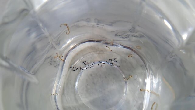 Close-up of mosquito larvae (jentik nyamuk) swimming and wiggling in a glass of clear stagnant water. This educational footage illustrates how clean water can become a breeding ground for Aedes aegypt