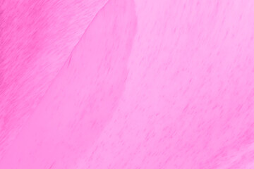 Fototapeta premium petals of tulip flower colored in pink color