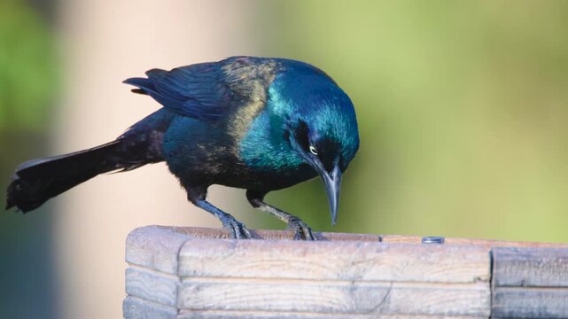 Common Grackle (Quiscalus quiscula) Feeding Close Up