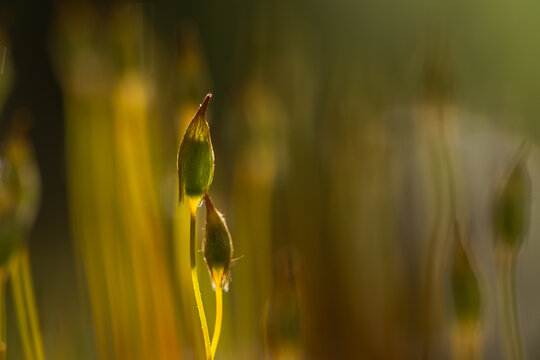Plonnik moss in warm sunlight on forest floor &ndash; soft natural background