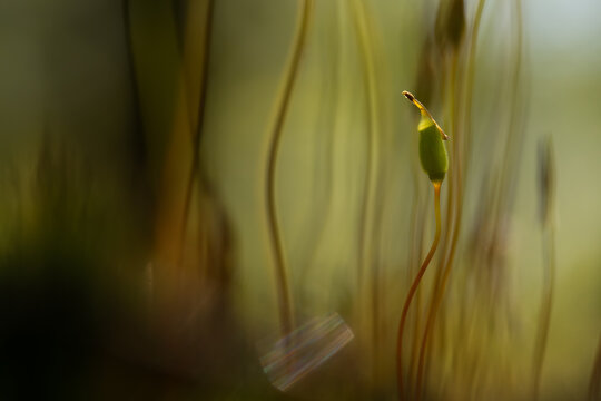 Plonnik moss in warm sunlight on forest floor &ndash; soft natural background