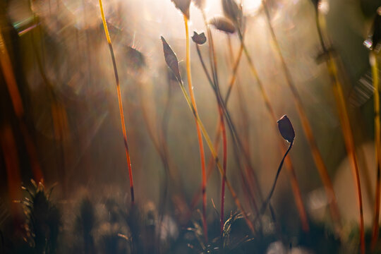 Plonnik moss in warm sunlight on forest floor &ndash; soft natural background