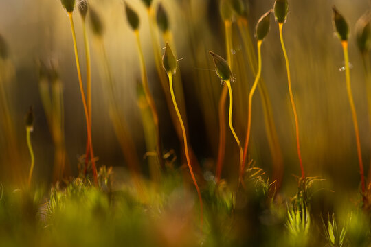 Plonnik moss in warm sunlight on forest floor &ndash; soft natural background
