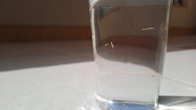 Close-up of mosquito larvae (jentik nyamuk) swimming and wiggling in a glass of clear stagnant water. This educational footage illustrates how clean water can become a breeding ground for Aedes aegypt