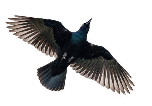 Common grackle bird in flight isolated on transparent background