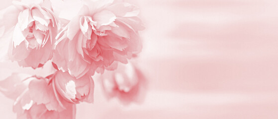 Greeting card with pink roses. Romance floral background. © Vidal