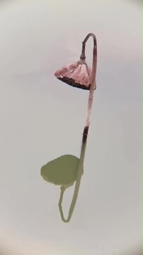 Cinematic vertical footage of withered lotus pods symbolizing the cycle of life and nature