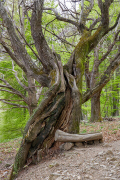Grande albero di faggio nel bosco e panchina in legno