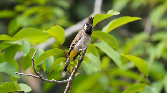 Himalayan Bulbul Perched on Branch Among Fresh Green Leaves in Natural Habitat