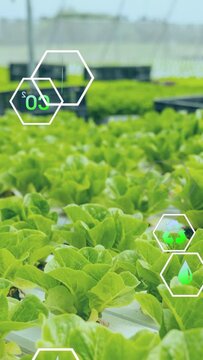 Vertical video: Signal starting hex icons fading, sliding in, showing eco data above hydro lettuce