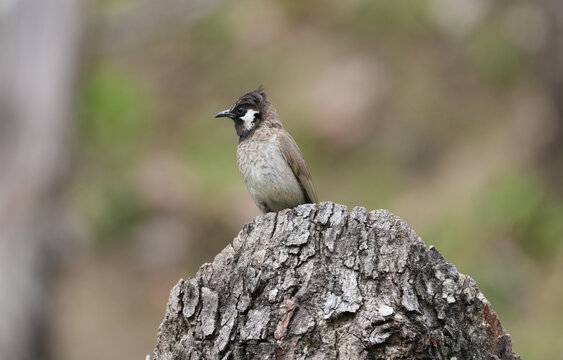 Himalayan Bulbul in Side Profile Perched on Weathered Tree Stump