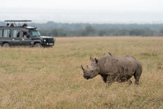 Rhinoceros in African savannah with safari vehicle in background