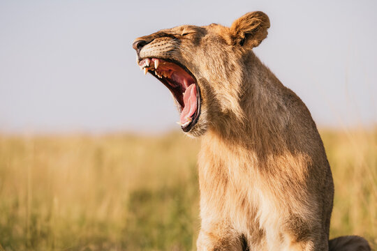Close up of lioness yawning showing sharp teeth in African savannah