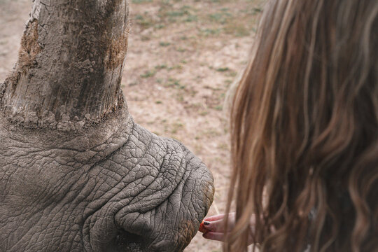 Child feeding elephant by handt