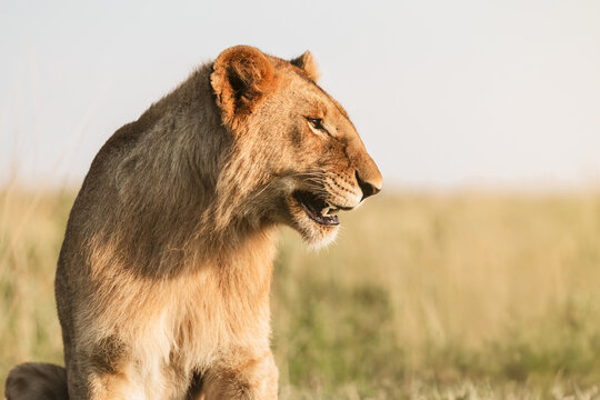 Lioness looking ahead in African savannah, alert predator