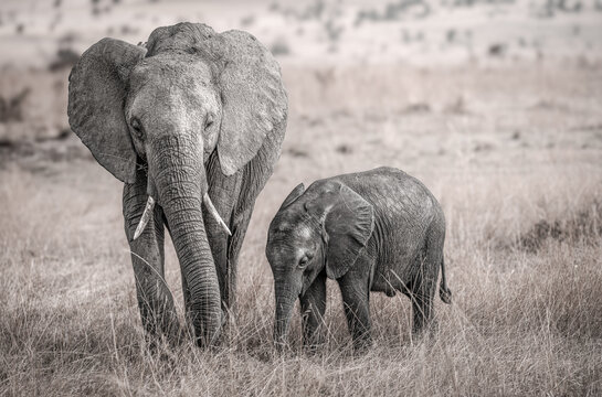African elephant mother and baby walking together in savannah