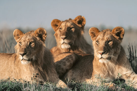 Group of lions resting together in African savannah, leadership